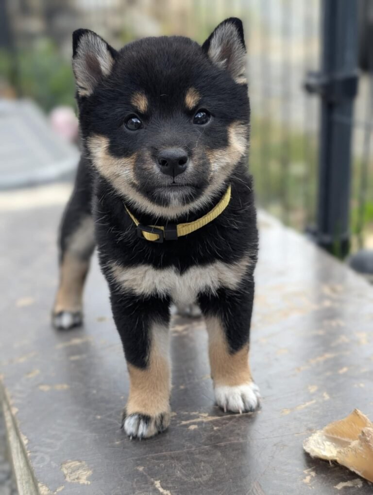 att.6nWnIKOcERXX4KdCshZSRCeNmTyc99nNS7HT1DE4PcI (1)